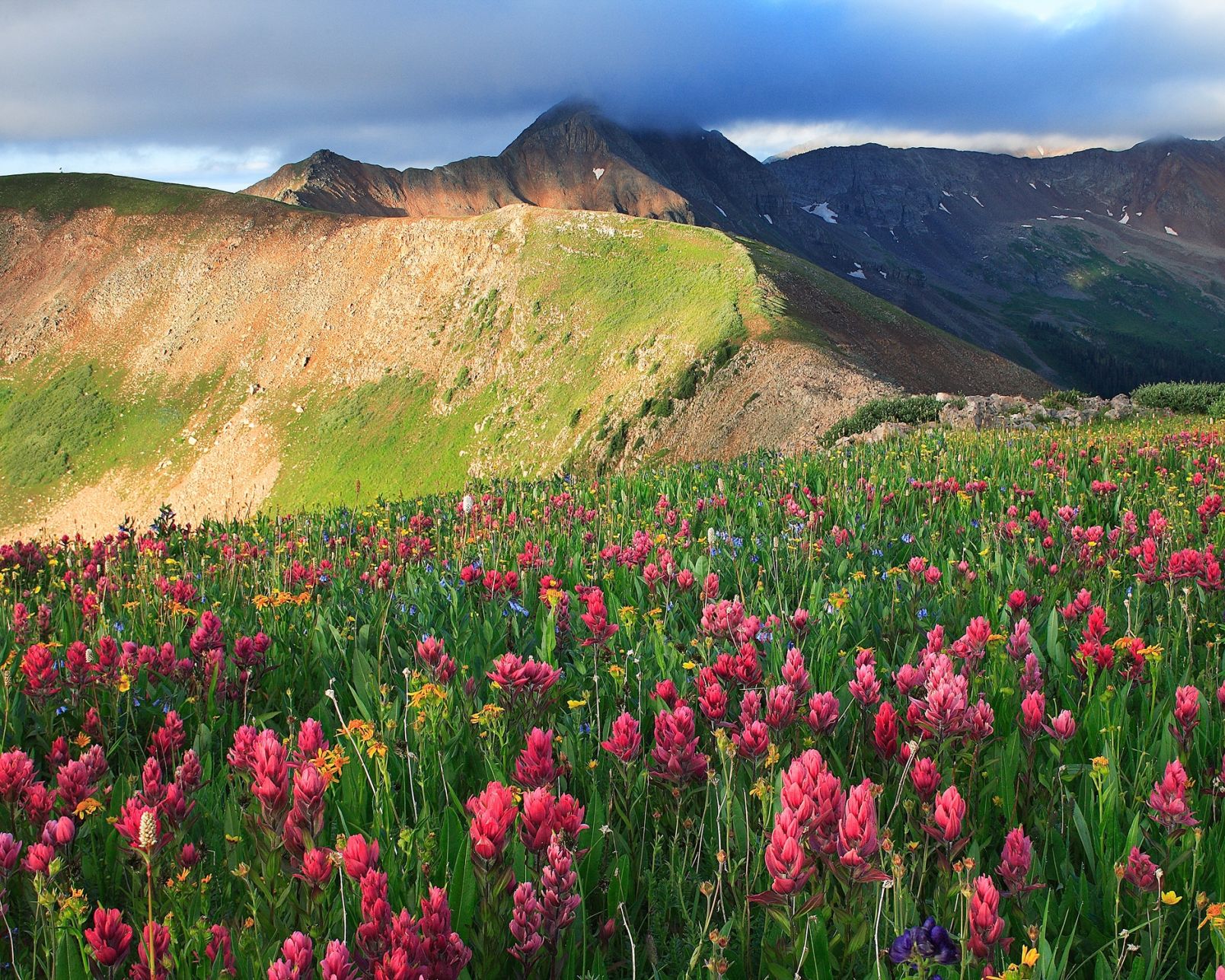 Colorado wildflowers